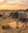 The Unique Benefits of Indigenous Tharparkar Cows